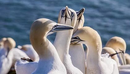 开云体育-掘金大胜凯尔特人 约基奇30+12+6杰伦·布朗23+11