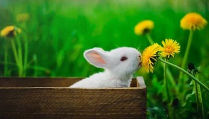 开云体育-掘金大胜凯尔特人 约基奇30+12+6杰伦·布朗23+11